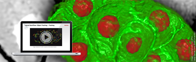 Amira_Cell-Visualization_Liang-Gao-Lab_TwoChannel_Email-banner.png